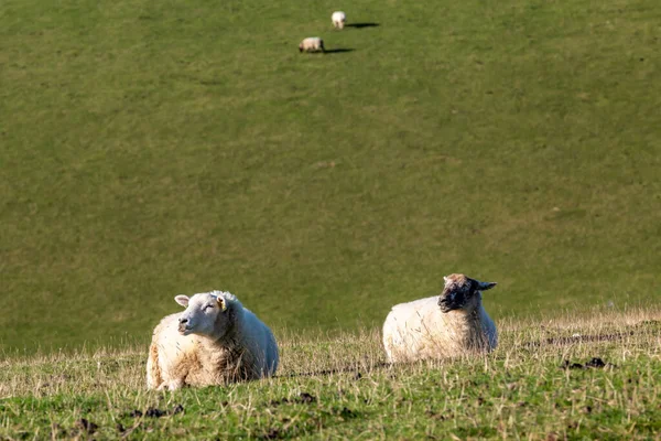 Dos Ovejas Sentadas Campo South Downs Ambas Mirando Lejos Cámara — Foto de Stock