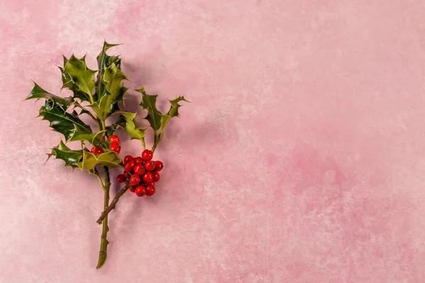 Pembe Arka Planda Çobanpüsküllerinin Yüksek Açılı Görüntüsü — Stok fotoğraf