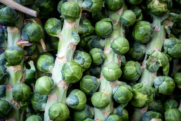 Full Frame Photograph Sprouts Stalk — Stock Photo, Image