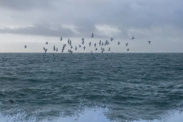 Birds Ocean Sussex Coast — стокове фото