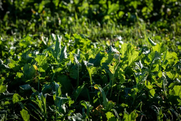 Cultivos Vegetales Raíz Verde Que Crecen Bajo Sol Del Invierno — Foto de Stock