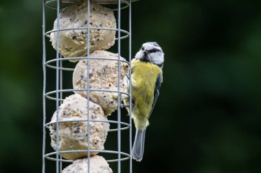 A close up of a blue tit perched on a bird feeder
