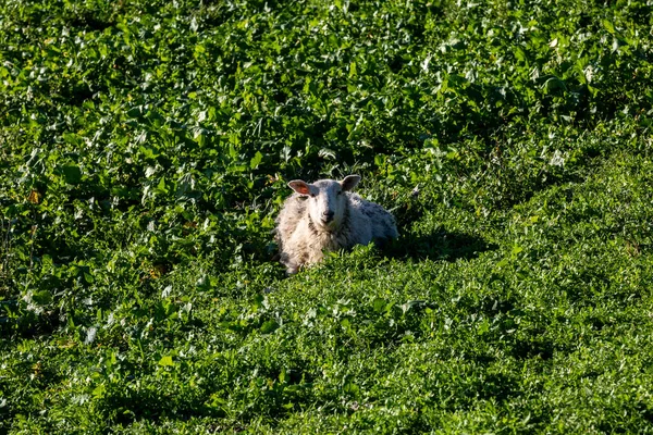 Sheep Resting Field Winter Crops Sunny January Day — Stockfoto