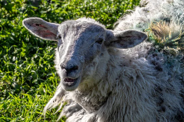 Close Sheep Sunny Winters Day Shallow Depth Field — Stockfoto