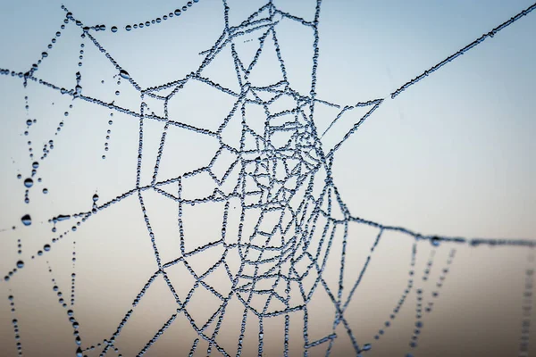 Close Spiders Web Frosty Winters Morning — Foto Stock
