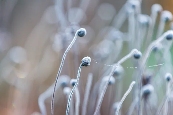Frost Plant Stems Winters Day Shallow Depth Field — Foto Stock