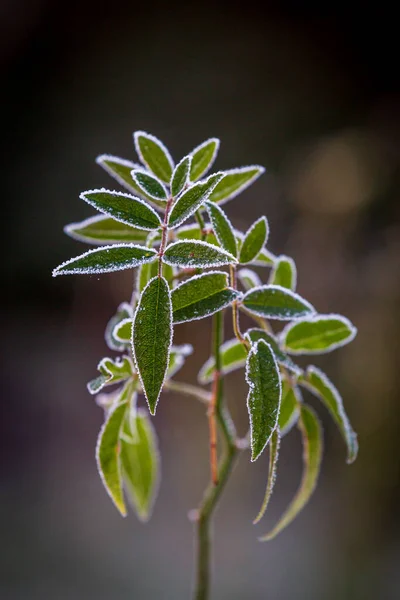 Frost Pada Daun Mawar Semak Pada Hari Musim Dingin Cerah — Stok Foto