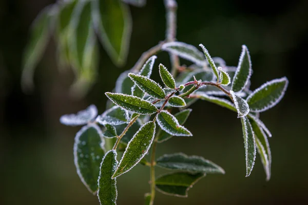 Frost Pada Daun Mawar Semak Pada Hari Musim Dingin Cerah — Stok Foto