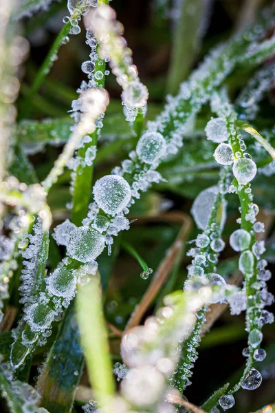 Primo Piano Ghiaccio Erba Con Una Profondità Campo Poco Profonda — Foto Stock