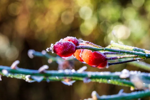 Παγωμένοι Γοφοί Τριαντάφυλλου Ένα Ηλιόλουστο Χειμωνιάτικο Πρωινό Ρηχό Βάθος Πεδίου — Φωτογραφία Αρχείου