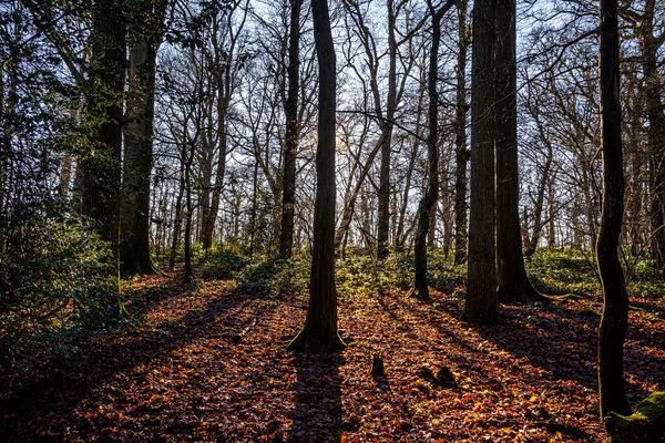 Сонячне Світло Світить Лісах Сассексі Взимку — стокове фото