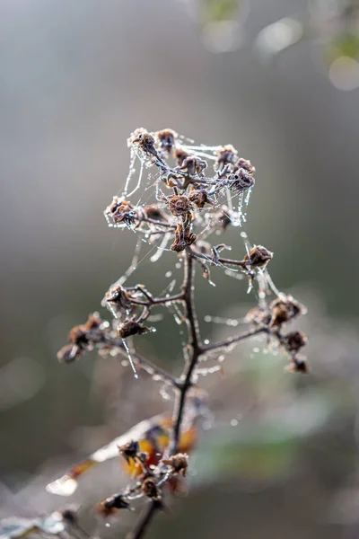 Pókháló Fagy Egy Winter Üzemben Mező Sekély Mélységével — Stock Fotó