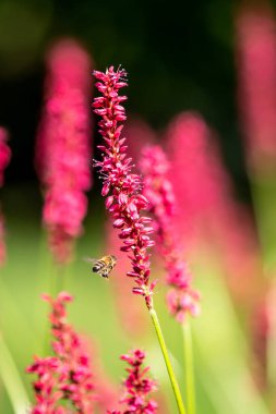 Bir Arı ve Kırmızı Bistort Çiçeği, Sığ Alan Derinliği