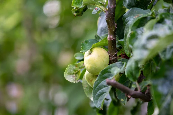 Ein Apfelbaum Sommer — Stockfoto