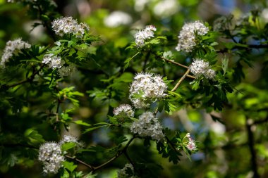 Bloom 'da Ortak bir Hawthorn Bush