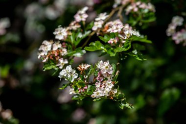 Bloom 'da Ortak bir Hawthorn Bush