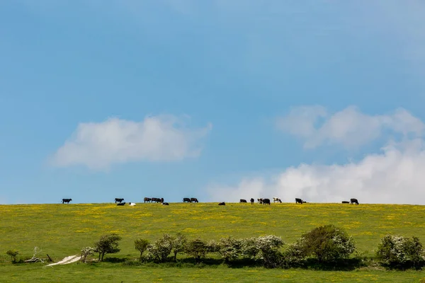 Cows Grazing Hillside Sussex Sunny Spring Day — Stock Photo, Image
