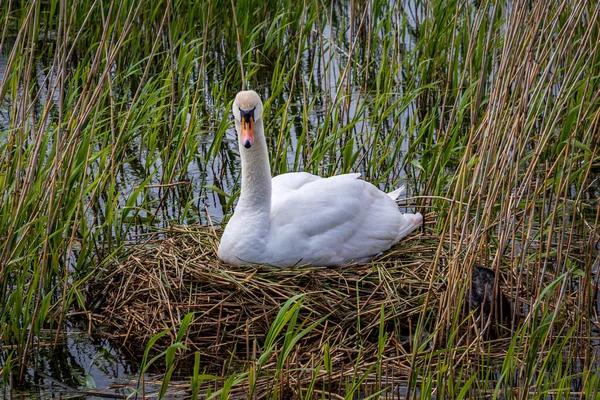 Cisne Mudo Ninho Primavera — Fotografia de Stock