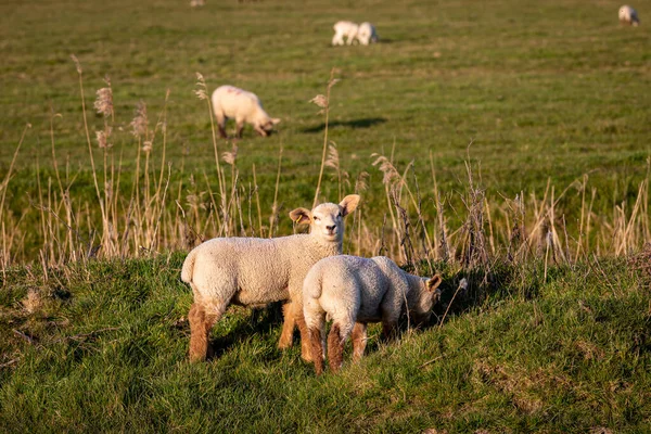 Lämmer Auf Einem Feld Sussex Einem Sonnigen Frühlingsabend — Stockfoto