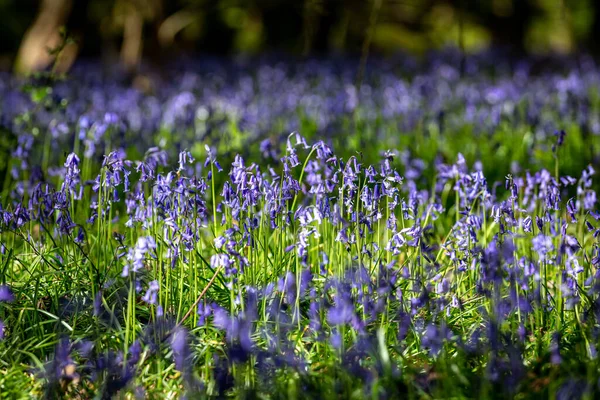 Ett Överflöd Blåklockor Sussex Woodland Solig Vårdag — Stockfoto