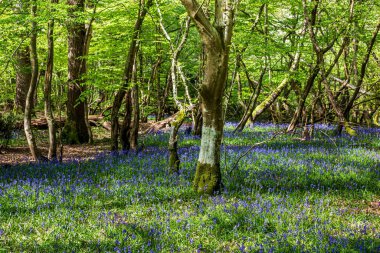 Baharda bir BlueBell Ormanı