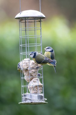 Blue Tits on a Bird Feeder in the Sussex Sunshine