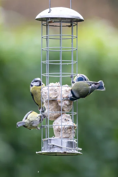 Blue Tits Bird Feeder Sussex Sunshine — Stockfoto