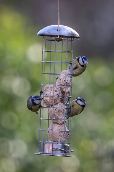 Blue Tits Bird Feeder Sussex Sunshine — Stockfoto