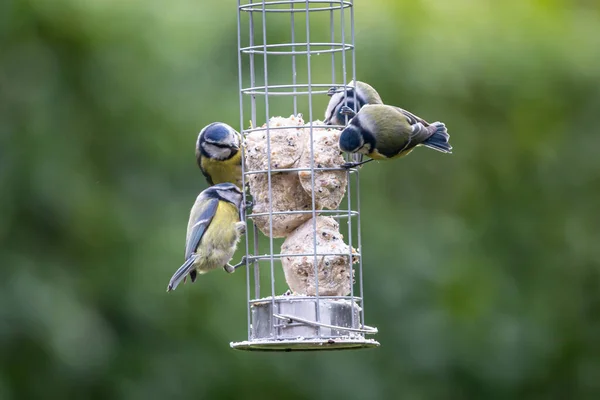 Blue Tits Bird Feeder Sussex Sunshine — Stok fotoğraf