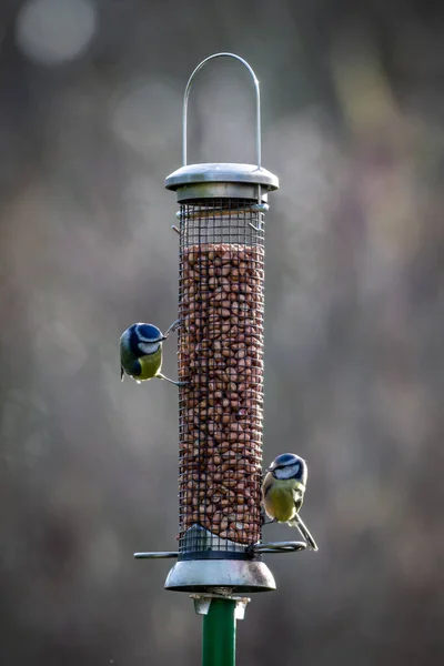 Blue Tits Bird Feeder Sussex Sunshine — Stock fotografie