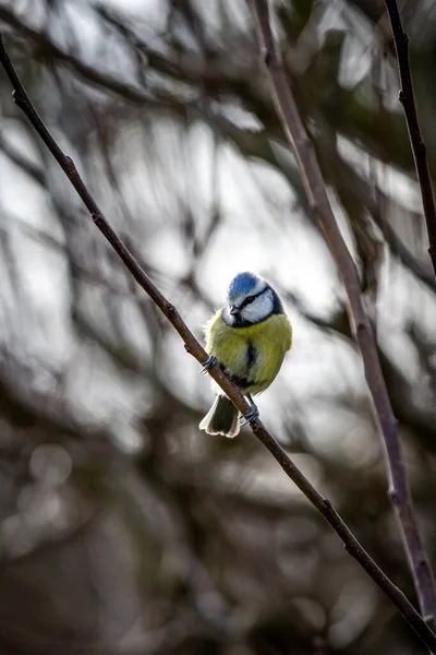 Close Blue Tit Perched Tree Shallow Depth Field — стоковое фото