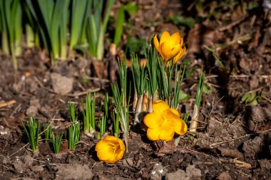 Güneşli bir şubat gününde, canlı sarı crocus çiçekleri