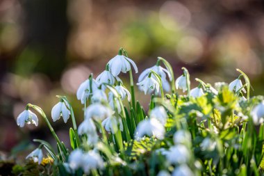 Sussex 'te ormanlık alanda büyüyen kardamlaları