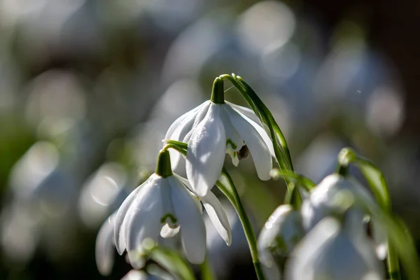 Närbild Snödroppe Blomma Februari Solsken — Stockfoto