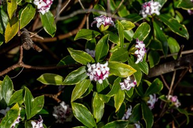 Güneşli bir şubat gününde, Çiçekli Daphne Çalısı