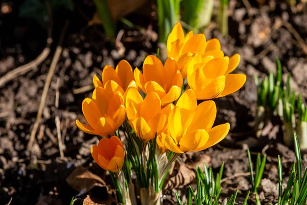 High Angle View Yellow Crocus Flowers Sunny Day — Stock Photo, Image