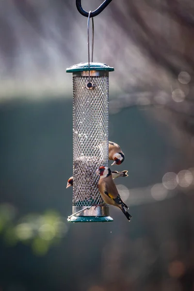 Jilgueros Comiendo Semillas Girasol Comedero Aves Jardín Soleado Día Enero —  Fotos de Stock