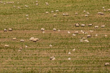 South Downs Hillside 'da Koyun otlatma