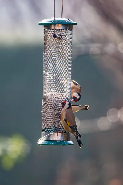 Goldfinches Jíst Slunečnicová Semena Zahradního Krmítka Ptáků Slunečný Lednový Den — Stock fotografie