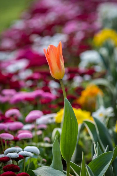 Flores Colores Primavera Con Bonito Tulipán Primer Plano —  Fotos de Stock