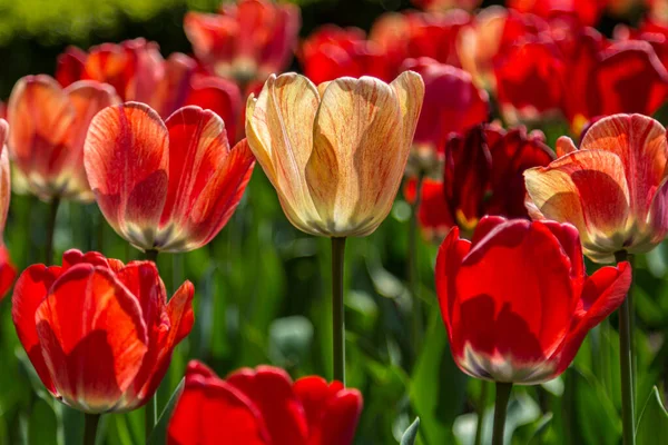 Una Abundancia Tulipanes Creciendo Sol Abril —  Fotos de Stock