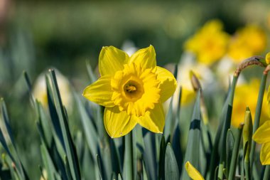 Sığ bir alan derinliğine sahip canlı bir nergile yakın çekim