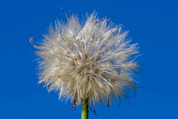 青い空に対するタンポポの種 — ストック写真