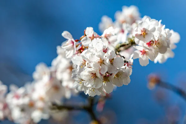 Bonita Flor Soleado Día Primavera — Foto de Stock