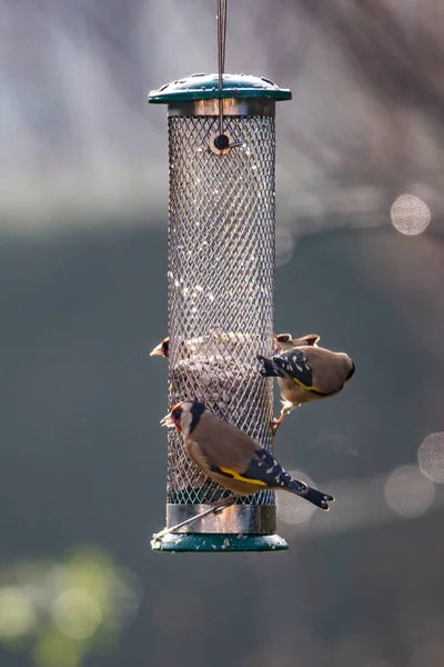 Jilgueros Comiendo Semillas Girasol Comedero Aves Jardín Soleado Día Enero — Foto de Stock