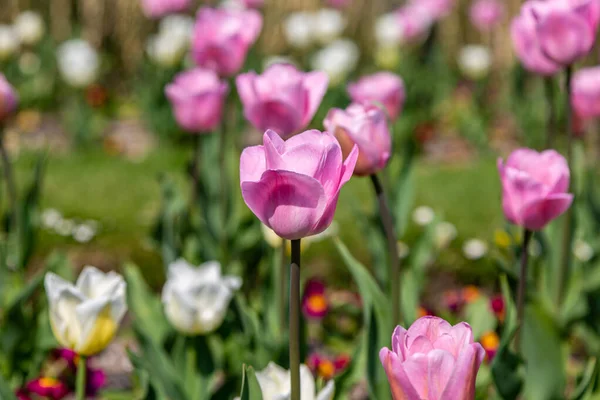 Tulipanes Creciendo Sussex Día Primavera Con Una Profundidad Campo Poco —  Fotos de Stock