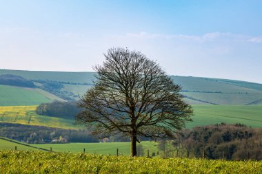 Güneşli bir bahar gününde Kırsal Sussex Manzarası