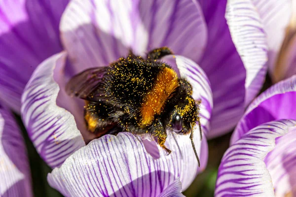 Une Abeille Sur Une Fleur Crocus Pourpre Chargée Pollen — Photo