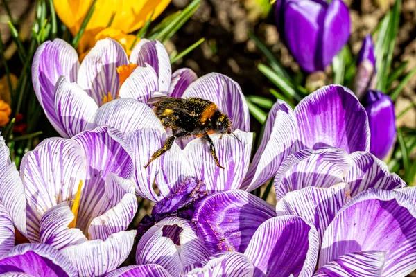 Eine Biene Auf Einem Lila Krokusblütenladen Mit Pollen — Stockfoto