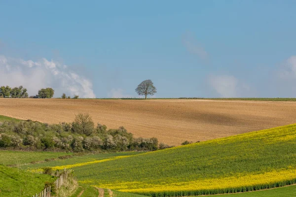 İlkbaharın başlarında Sussex Çiftliği manzarası